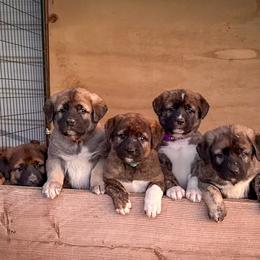 Anatolian Shepherd Dog puppies from 4D Cattle Dogs