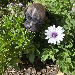 Perseus - Brindle male Boxer puppy in Custer, South Dakota from Tracy's Boxers