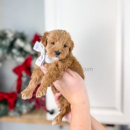 Summit 9-15lbs - Red  male Goldendoodle puppy in Cedar City, Utah from Cedar Doodles- Home of the Teddybear Goldendoodle