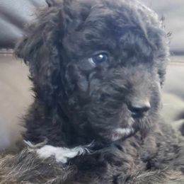 Spanish Water Dog Puppies from The Woolly Dog Ranch