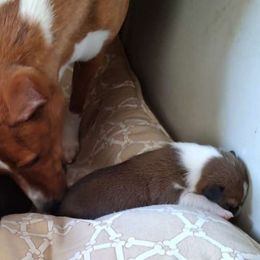 Abby - Basenji