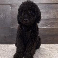 Duke - Black male Double Doodle puppy in Big Stone Gap, Virginia from Southern Sunshine Doodles
