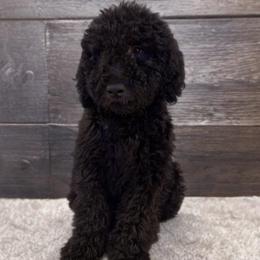 Duke - Black male Double Doodle puppy in Big Stone Gap, Virginia from Southern Sunshine Doodles