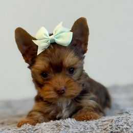 Snickers - Chocolate and tan male Yorkshire Terrier puppy in Los Angeles, California from 818 Yorkies
