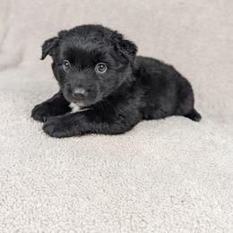 Mabel - Black tri female Miniature Australian Shepherd puppy in Bedias, Texas from JSK Aussie and Cavaliers