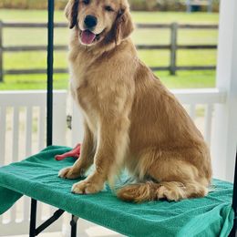 Sahara - Golden Retriever