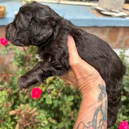 Boy 3 - Liver male Miniature Schnauzer puppy in Springville, Tennessee from Patriot Paws