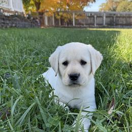 Girl 2 - female Labrador Retriever puppy in Medford, Oregon from Valley View English Labs