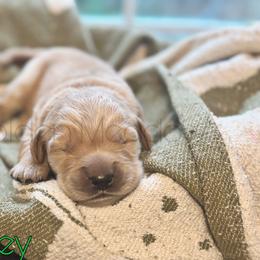 Pleakley - Golden male Golden Retriever puppy in Florida from Golden Meadow