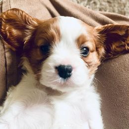 Cavalier King Charles Spaniels from Cavaliers of Lilac Creek