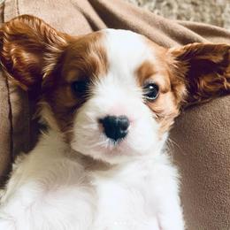 Cavalier King Charles Spaniels from Cavaliers of Lilac Creek