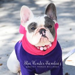 Davina - French Bulldog