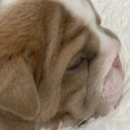 Bulldogs from C3 Bulldogs