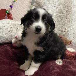 Sheena - Black tri female Miniature Australian Shepherd puppy in Westwego, Louisiana from Connie's American Eskimo Dogs and Mini Australian Shepherd Dogs