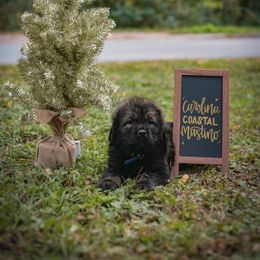 Neapolitan Mastiff and Tibetan Mastiff Puppies from Carolina Coastal Mastinos
