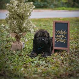 Neapolitan Mastiff and Tibetan Mastiff Puppies from Carolina Coastal Mastinos