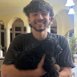 Aussiedoodle and Australian Shepherd Puppies from Dollface Aussies
