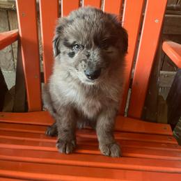 Rocky - Blue merle male Australian Shepherd puppy in Whitwell, Tennessee from Owl Hollow Farm