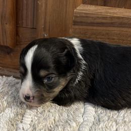Hopes male - Black tri male Toy Australian Shepherd puppy in Lame Deer, Montana from Bar M Toy Aussies