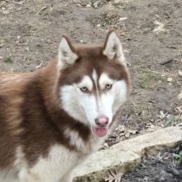 Sakari - Siberian Husky