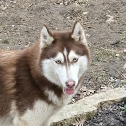 Sakari - Siberian Husky