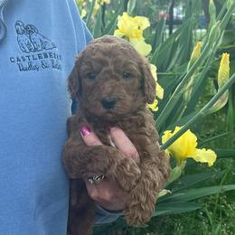Light Purple - Red  female Goldendoodle puppy in Indian Trail, North Carolina from Castleberry Doodles and Poodles
