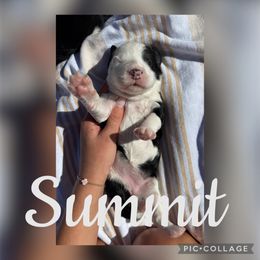 Summit - female Australian Mountain Doodle puppy in Chattanooga, Tennessee from Scenic City Doodles