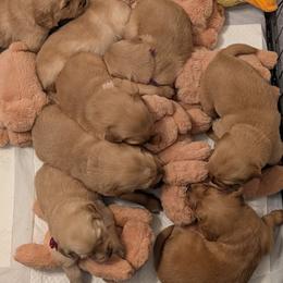 Female- Placed by temperament to family - Dark golden female Golden Retriever puppy in Yuba City, California from Family Loved Golden Retrievers