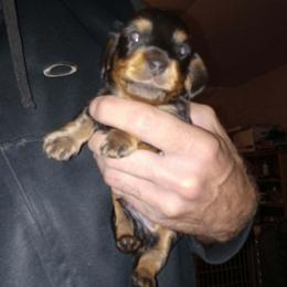 Boy 3 - Black and tan male Dachshund puppy in Bigfork, Minnesota from Long Ears and Long Dogs Ranch