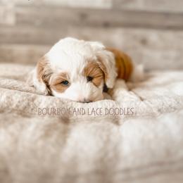 Goldendoodle Puppies from Bourbon and Lace Doodles