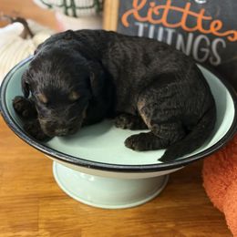 Venus - Phantom female Bernedoodle puppy in Lookout, California from Remington Kennels, LLC