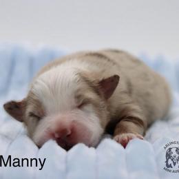 Manny - Red merle male Miniature Australian Shepherd puppy in Weeki Wachee, Florida from Arlington's Mini Aussies