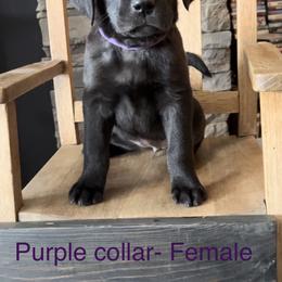 Labrador Retriever Puppies from Crown Royal hunting Labs