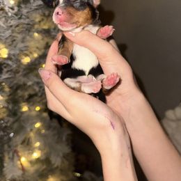 Girl 1 - Black and tan female Yorkshire Terrier puppy in Grant Town, West Virginia from Lauren's Yorkshire Terriers