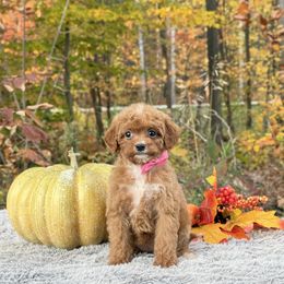 Pink Bow Female - Red female Cavapoo puppy in Evart, Michigan from Northern’s Cute Cuddly Cava Poos