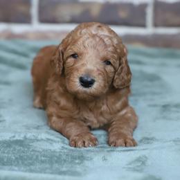 Lumi - Red  female Goldendoodle puppy in Macclenny, Florida from Baker County Goldendoodles