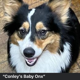 Baby - Pembroke Welsh Corgi