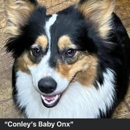 Baby - Pembroke Welsh Corgi
