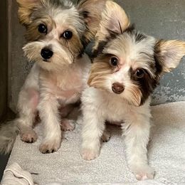 Yorkshire Terrier Puppies from Jackie Jenny’s Precious Yorkies