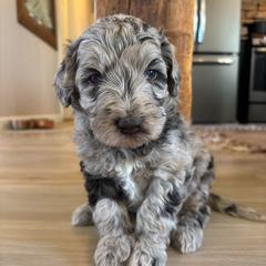River - Merle male Labradoodle puppy in Alliance, Ohio from Mount Olive Doodles