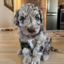 River - Merle male Labradoodle puppy in Alliance, Ohio from Mount Olive Doodles