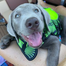 Dilute Retriever and Labrador Retriever Puppies from SmoKy Hills Labradors