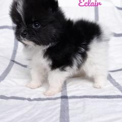 Eclair - Black parti female Pomeranian puppy in Morgan, Utah from Rockstar Rigby Pomeranians