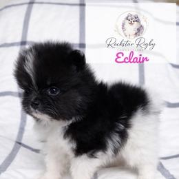 Eclair - Black parti female Pomeranian puppy in Morgan, Utah from Rockstar Rigby Pomeranians