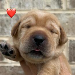 Red collar - Yellow male Labrador Retriever puppy in Clinton, Tennessee from Summer Rose