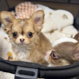 Iggy - Chocolate sabled fawn female Chihuahua puppy in Austin, Indiana from Dog Bones N Harmony