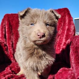 Soren - Isabella male German Shepherd puppy in Los Lunas, New Mexico from Mali's German Shepherds