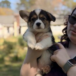 Rufus - Black and tan male Pembroke Welsh Corgi puppy in Snellville, Georgia from Laur's Classic Corgis