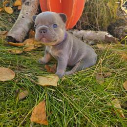 Hazel - Blue female French Bulldog puppy in Columbia Falls, Montana from Glacier French Bulldogs of Montana