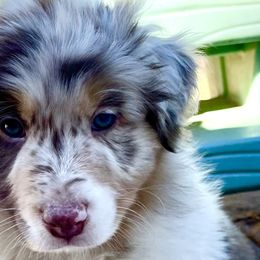 Boy 1 - Australian Shepherd puppy in Perkasie, Pennsylvania from Kid’s Kingdom Australian Shepherds
